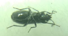 Aoploscelis bivirgatus