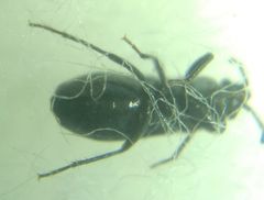 Aoploscelis bivirgatus