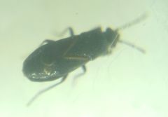 Aoploscelis bivirgatus