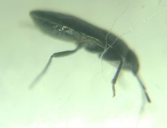 Aoploscelis bivirgatus