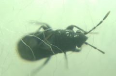 Aoploscelis bivirgatus