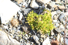 Colobanthus quitensis