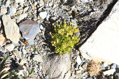 Colobanthus quitensis