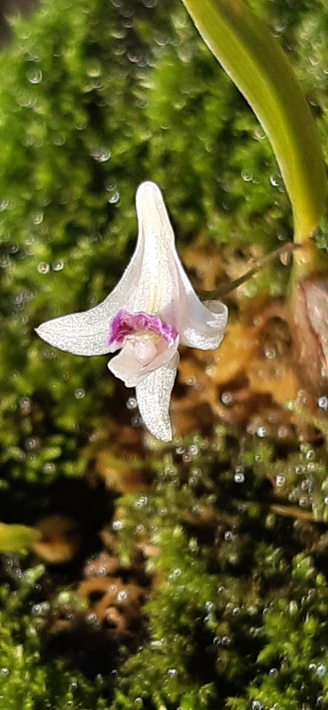 Dendrobium microbulbon A.Rich.