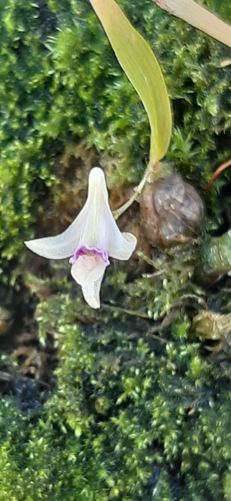 Dendrobium microbulbon A.Rich. 2