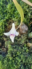 Dendrobium microbulbon