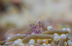 Ancylomenes sarasvati