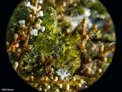 Antennarius maculatus