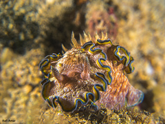 Glossodoris acosti
