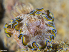 Glossodoris acosti