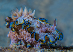 Glossodoris acosti