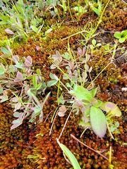 Trifolium willdenovii