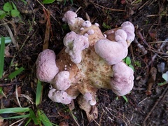 Tylopilus violatinctus