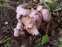 Tylopilus violatinctus