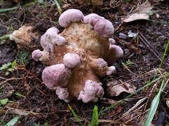 Tylopilus violatinctus