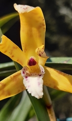 Maxillaria picta