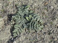 Cynara tournefortii
