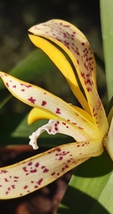 Maxillaria picta