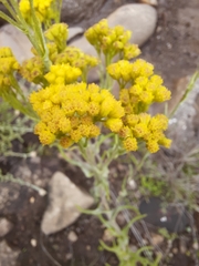 Nidorella auriculata