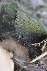 Diapontia