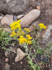 Nidorella auriculata