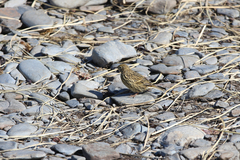 Anthus antarcticus