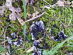 Thelephora cuticularis