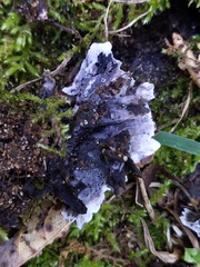 Thelephora cuticularis
