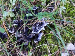 Thelephora cuticularis