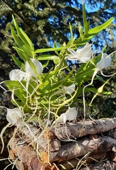 Angraecum germinyanum