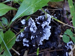 Thelephora cuticularis
