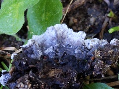 Thelephora cuticularis