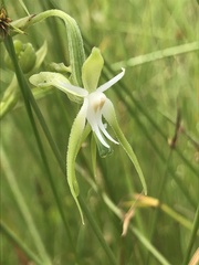 Habenaria schimperiana