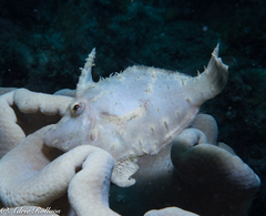 Acreichthys tomentosus