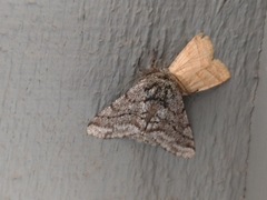 Lycia ursaria