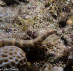 Corythoichthys haematopterus