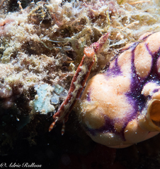 Hypselodoris decorata
