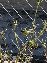 Spinus psaltria