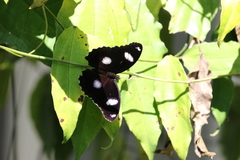 Hypolimnas bolina nerina