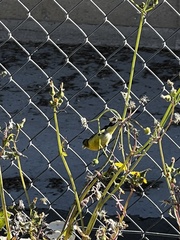 Spinus psaltria
