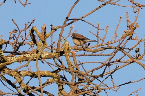 iNaturalist observation photo of Dark-eyed Junco