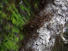 Bryocaulon pseudosatoanum