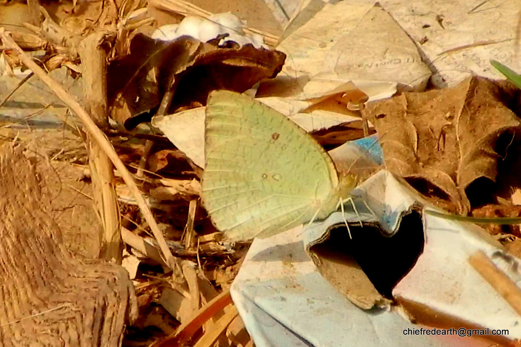 mottled-emigrant-from-vallavilai-tamil-nadu-629160-india-on-february