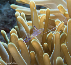 Ancylomenes sarasvati