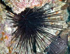 Diadema africanum