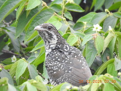 Eudynamys scolopaceus