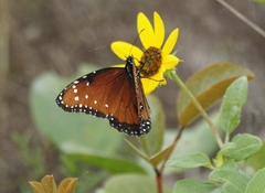 Helianthus debilis image