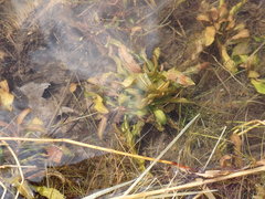 Potamogeton illinoensis