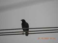 Acridotheres tristis