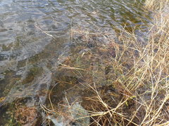 Potamogeton illinoensis